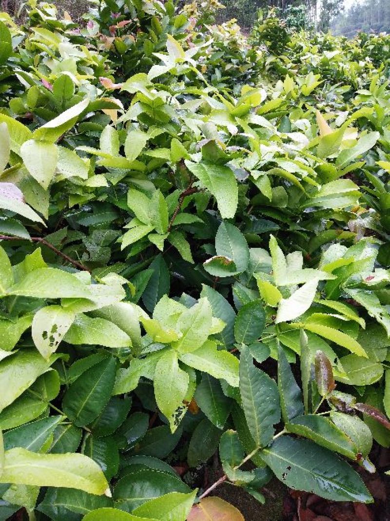 黑金刚莲雾苗