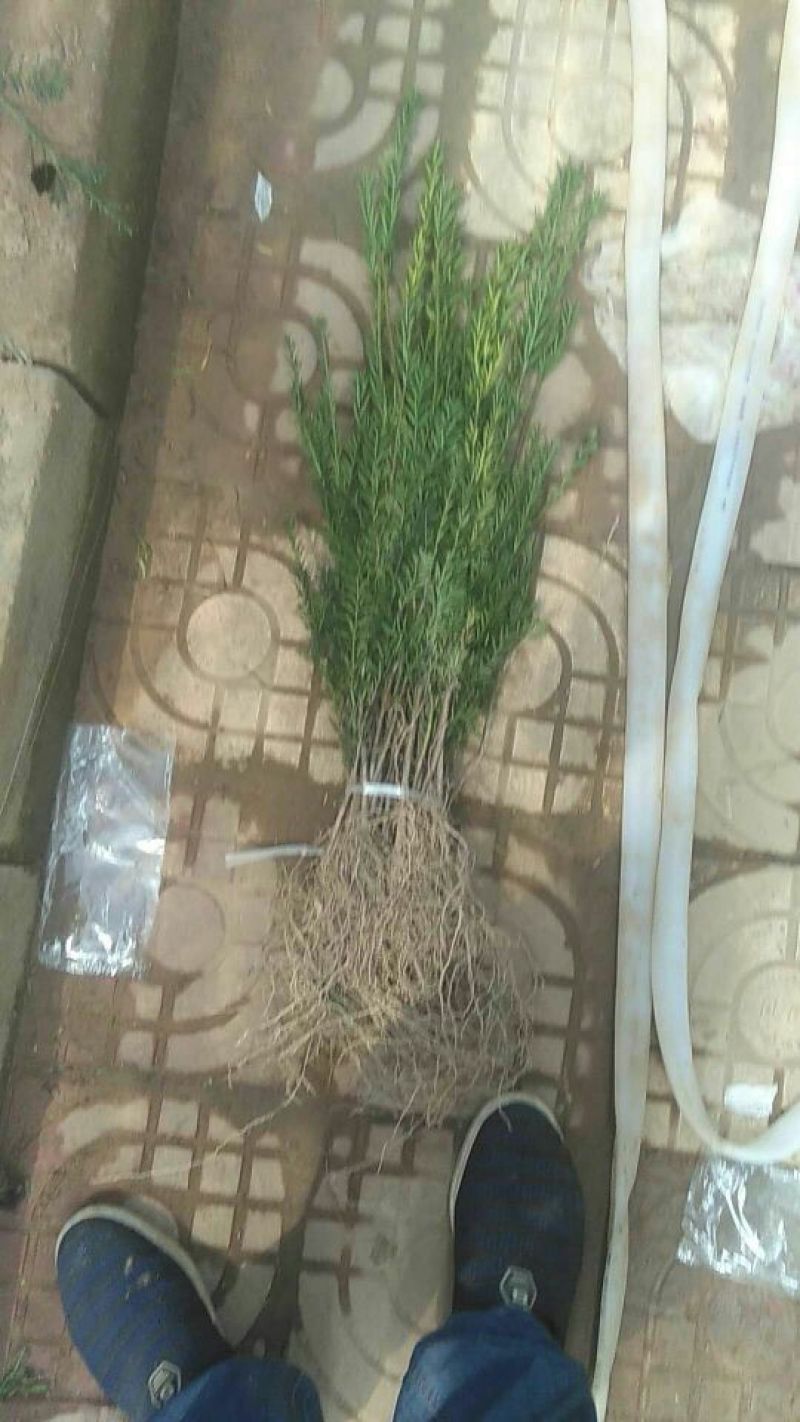 红豆杉苗20~30cm