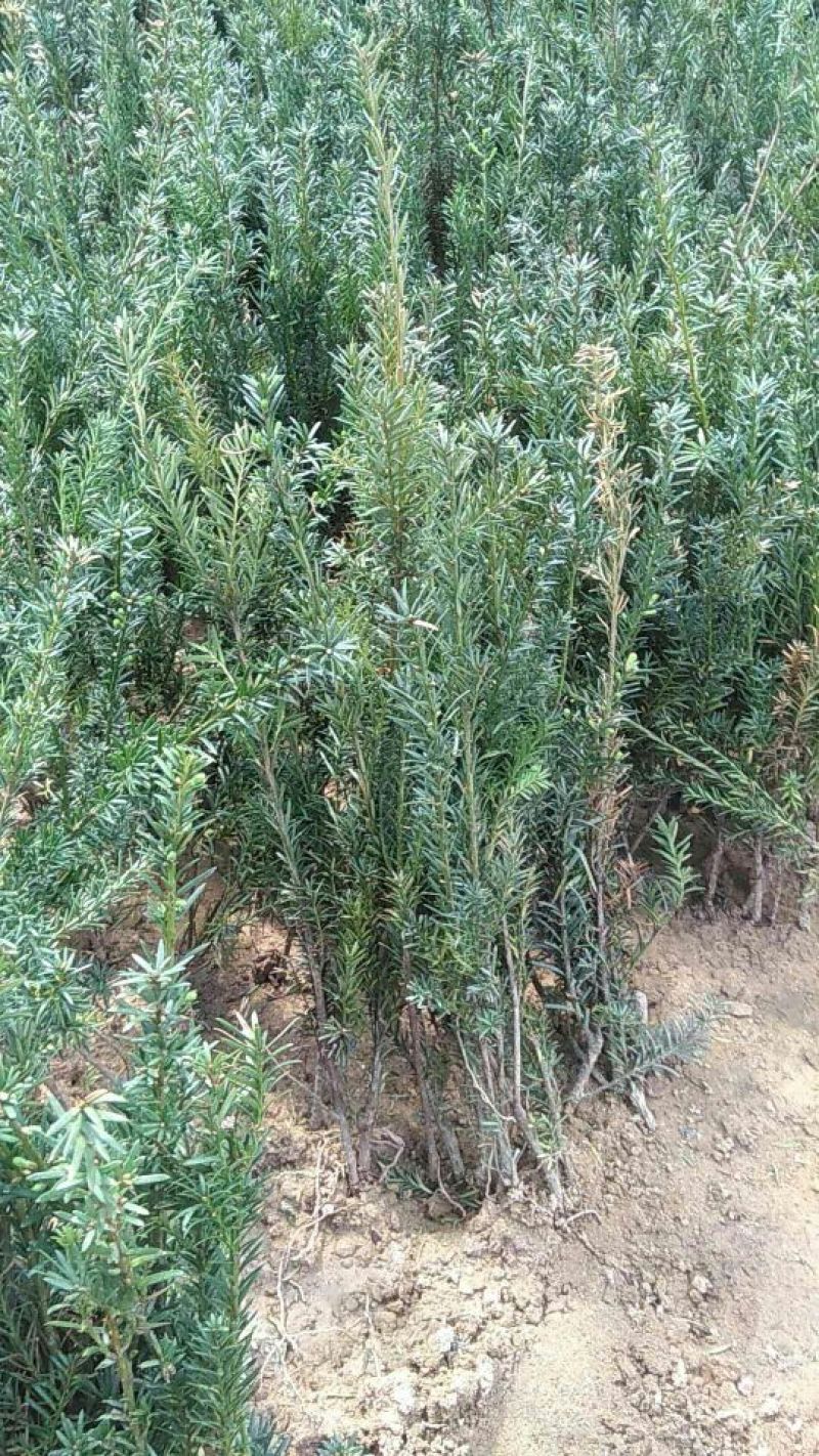 红豆杉苗20~30cm