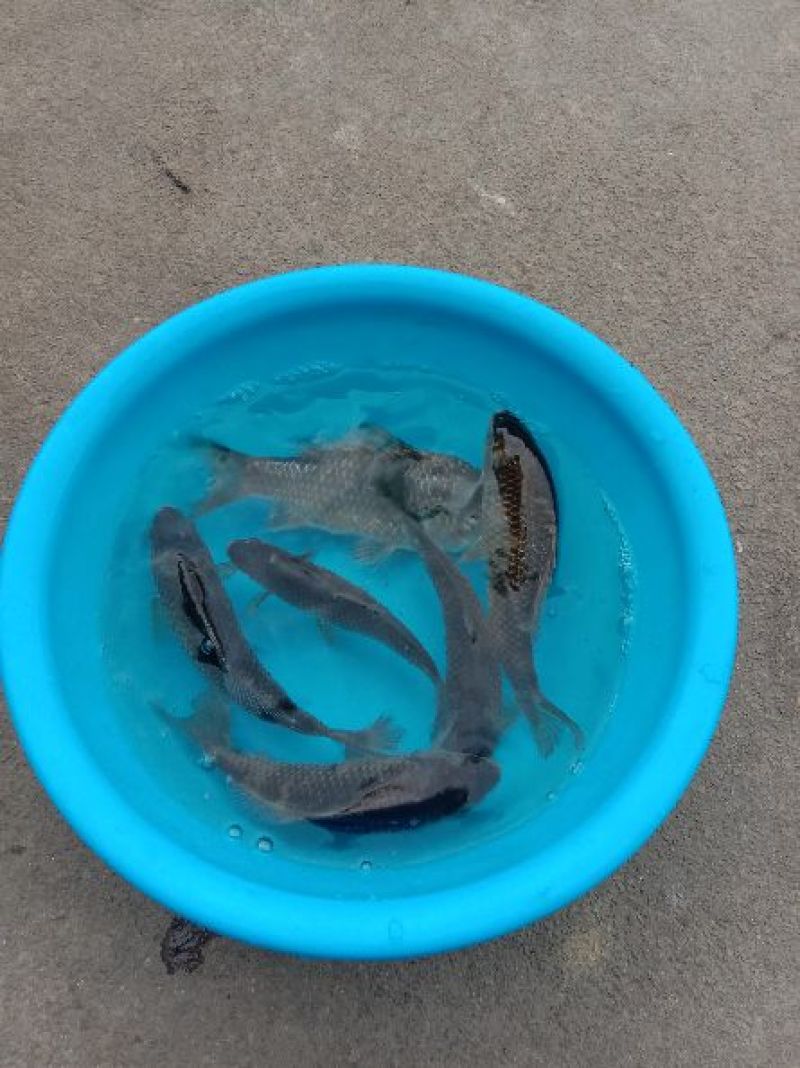 鲫鱼食用