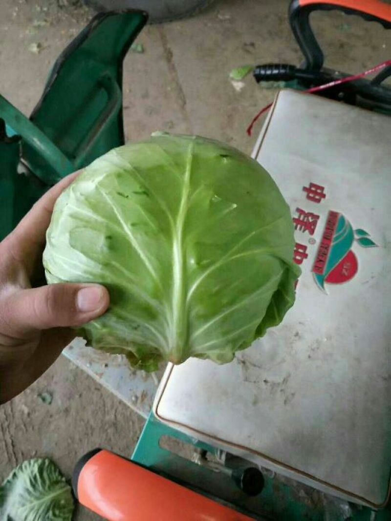 甘蓝绿甘蓝中甘21包菜产地直供！保质保量包菜