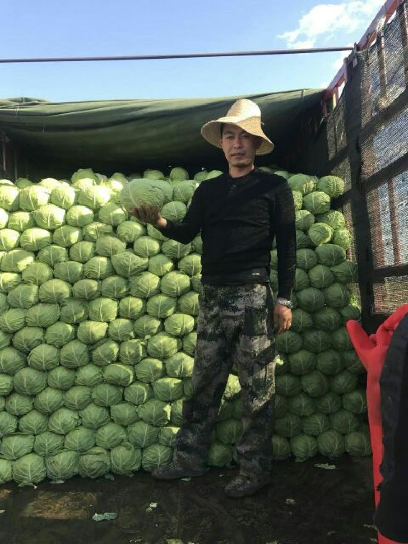 甘蓝绿甘蓝中甘21包菜产地直供！保质保量包菜