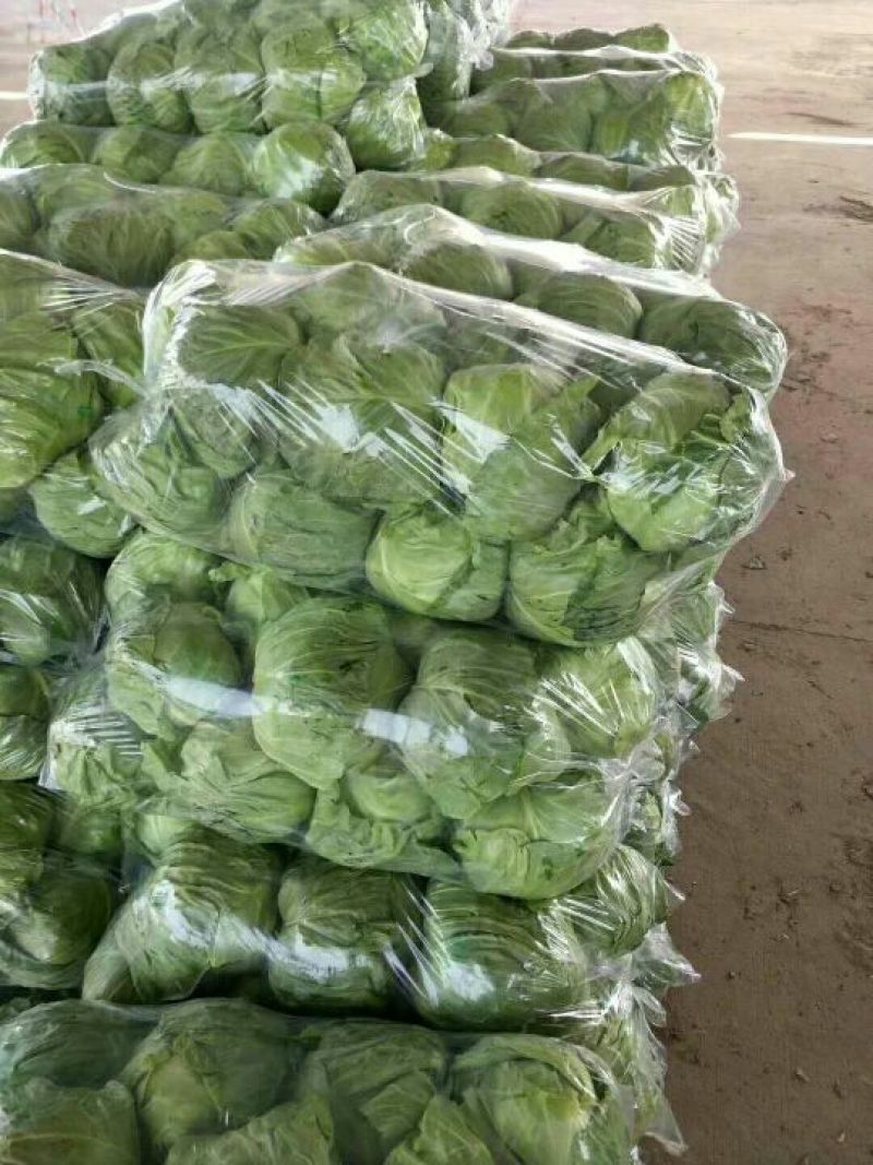甘蓝绿甘蓝中甘21包菜产地直供！保质保量包菜