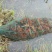 龙虾大龙虾自产自销保证质量价格最低5-8钱
