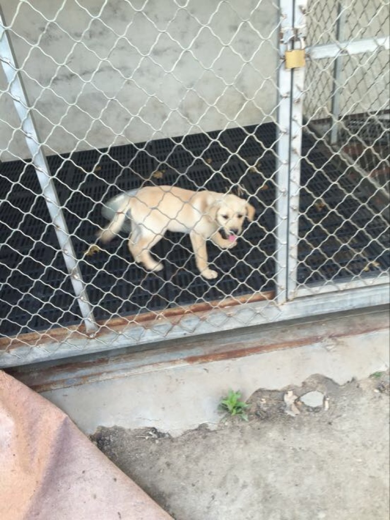 拉布拉多犬母