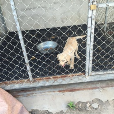 拉布拉多犬母