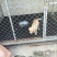 拉布拉多犬母