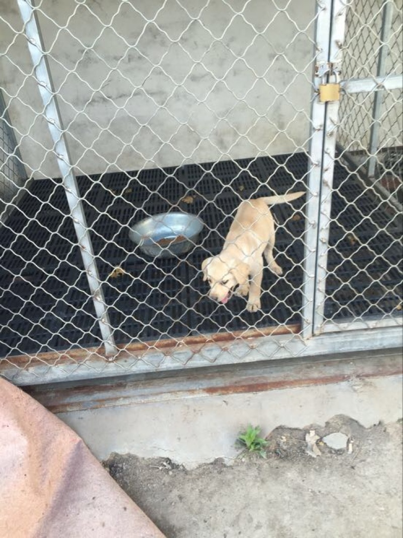 拉布拉多犬母