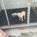 拉布拉多犬母