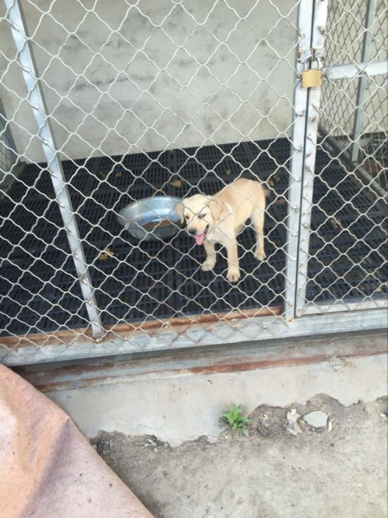 拉布拉多犬母