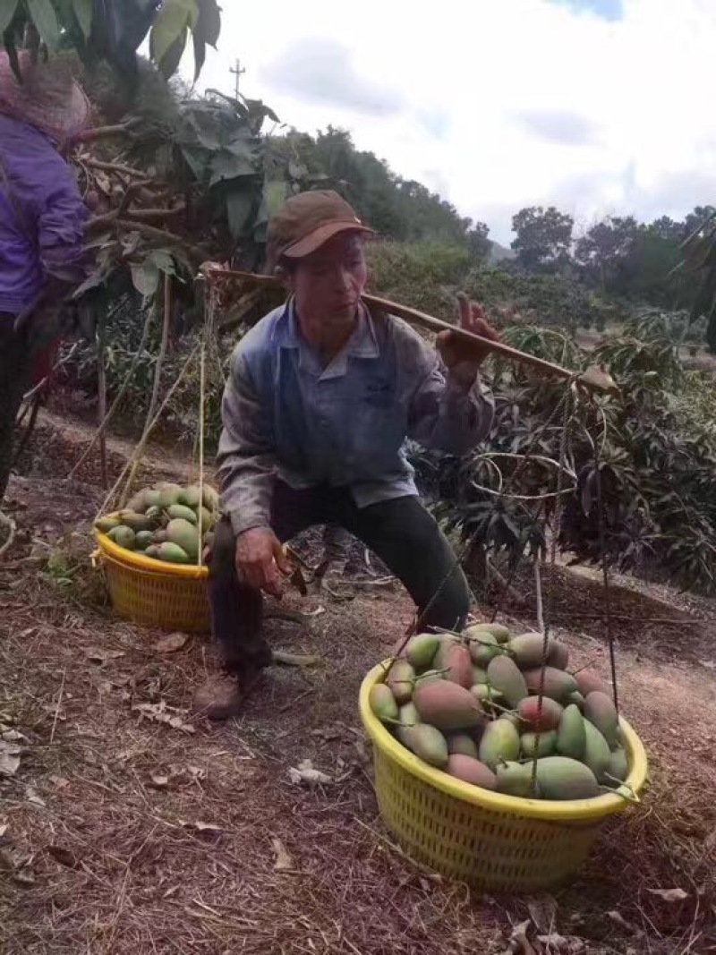 贵妃芒2两以上