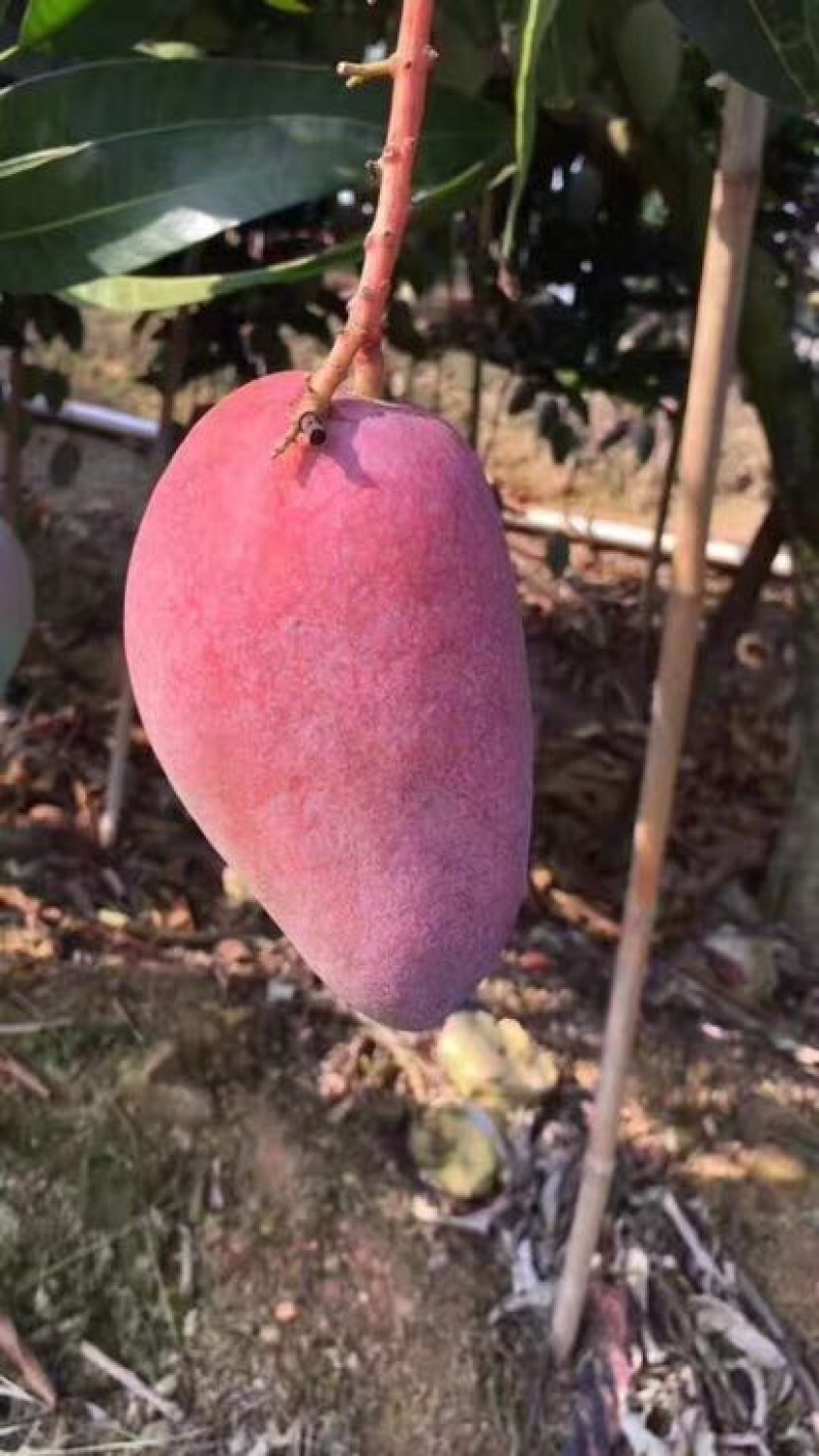 贵妃芒2两以上