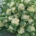 【抢购中】菜花白面青梗松花菜散花有机花