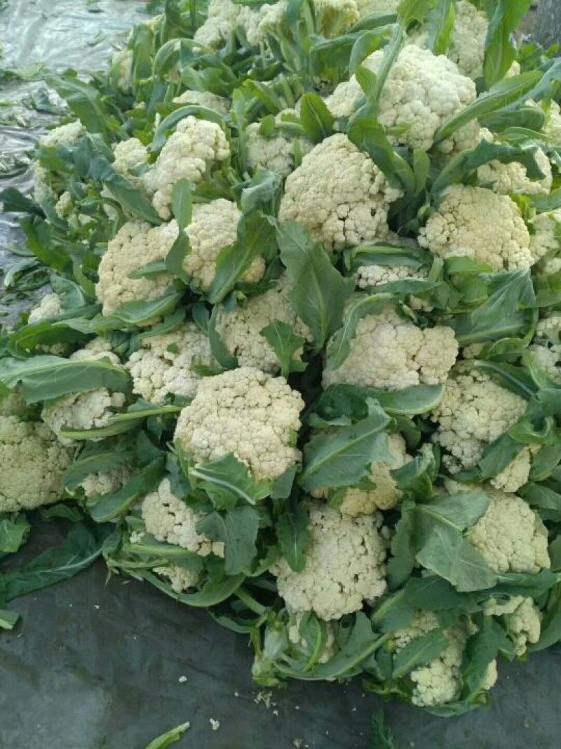 【抢购中】菜花白面青梗松花菜散花有机花