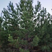 樟子松4.5----5.5米一级树3.5以上树