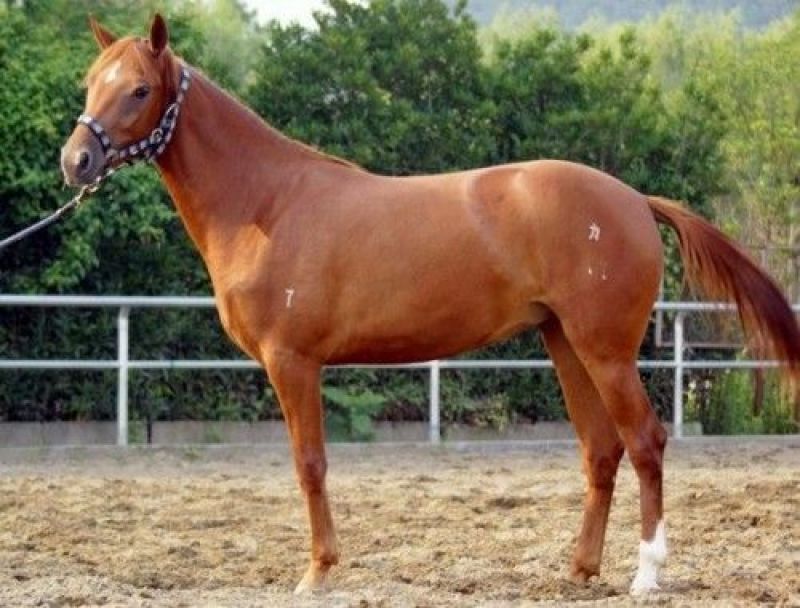 肉马100~200kg