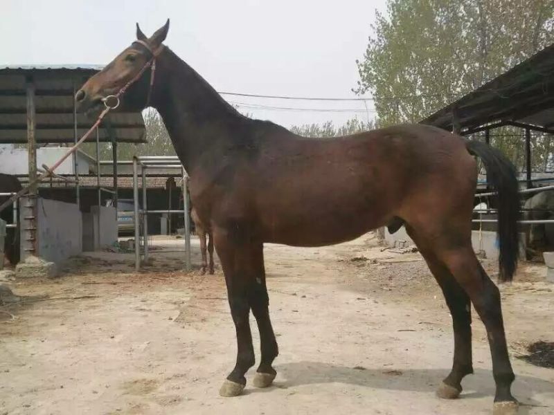 肉马100~200kg