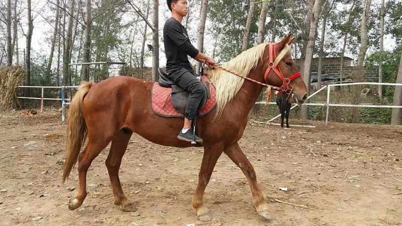 肉马100~200kg