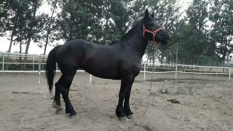 肉马100~200kg