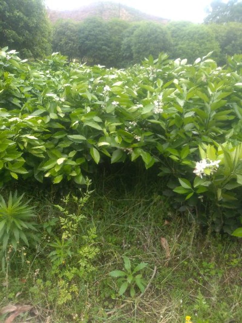 新品种塔罗科血橙苗一年新苗包正宗，假一賠50~80cm