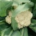 白面青梗松花菜散花2~3斤乳白基地直发，市场商超专