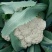 白面青梗松花菜散花2~3斤乳白基地直发，市场商超专