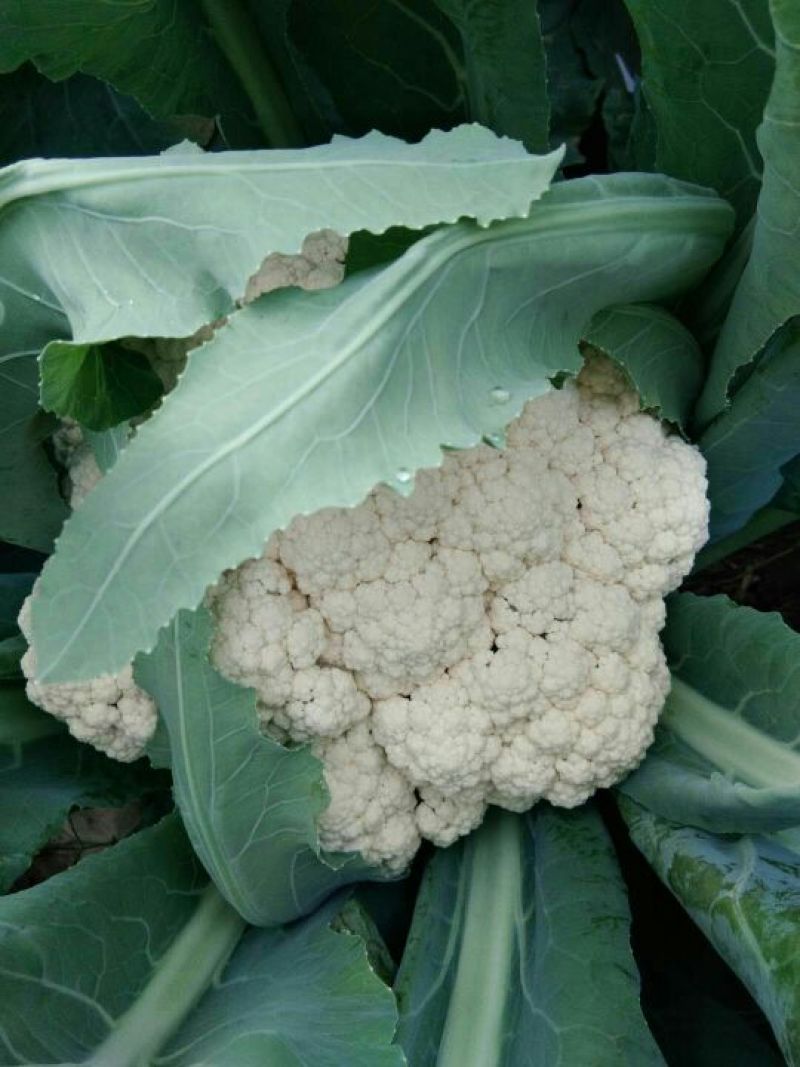 白面青梗松花菜散花2~3斤乳白基地直发，市场商超专