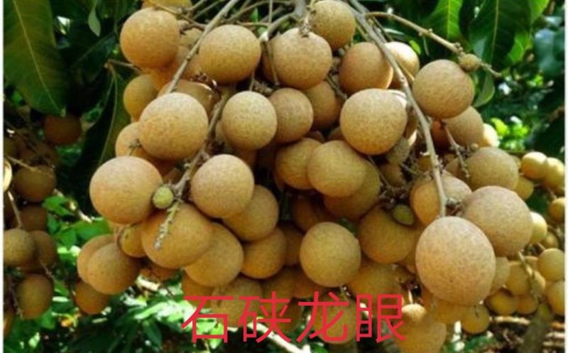 龙眼树苗50~80cm