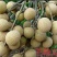 龙眼树苗50~80cm