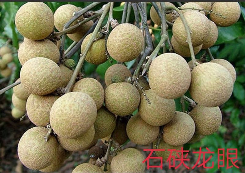 龙眼树苗50~80cm