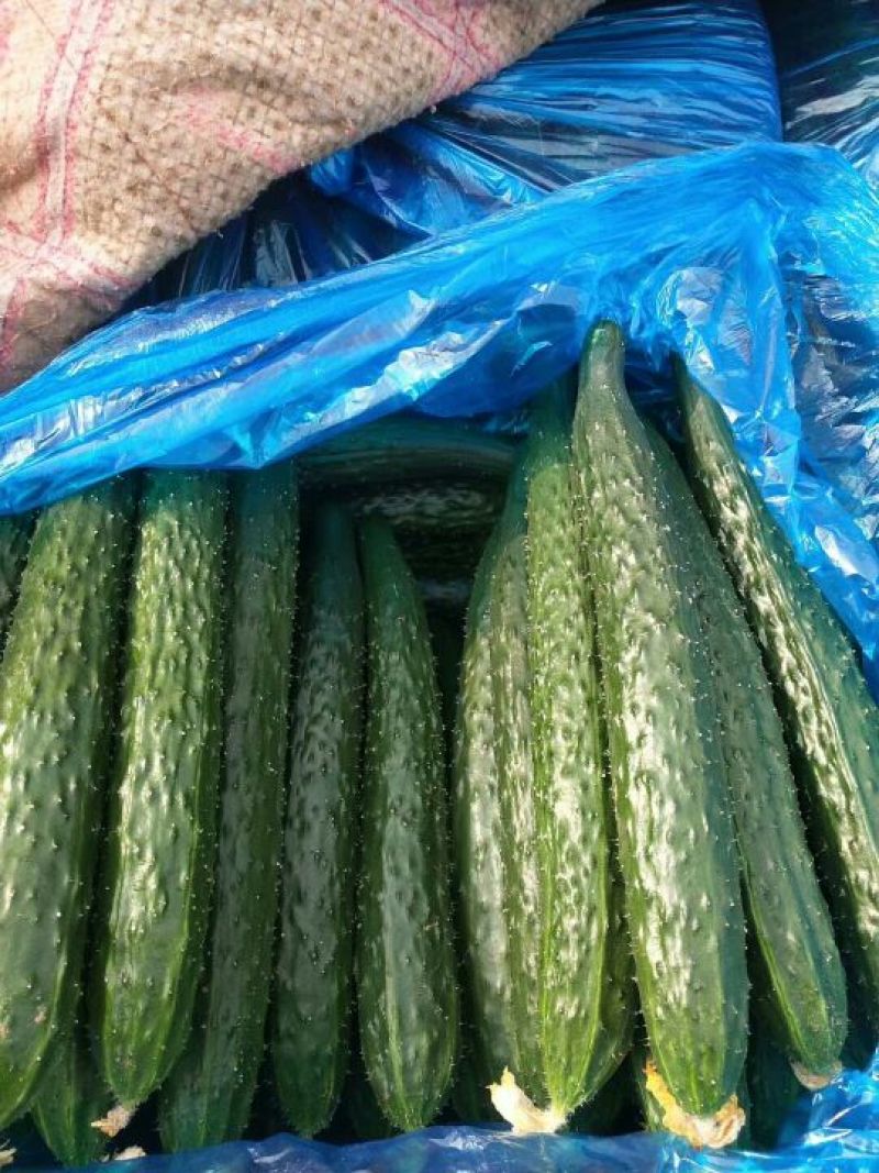 精品密刺黄瓜黄瓜干花带刺万亩黄瓜基地直发对接电商批发商商超