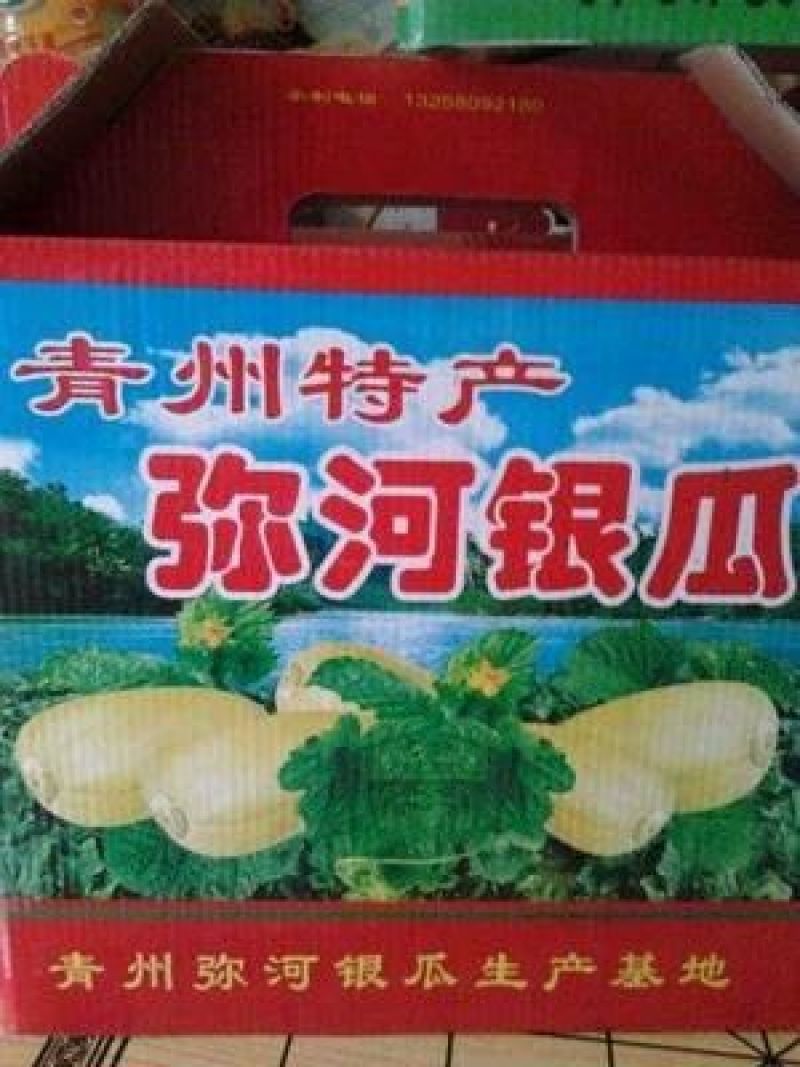 头茬弥河火银瓜0.5斤以上精品