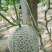 洋香瓜2斤以上