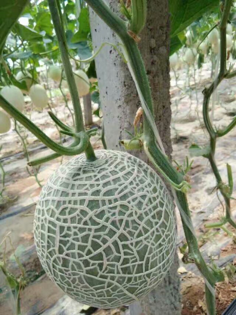 洋香瓜2斤以上
