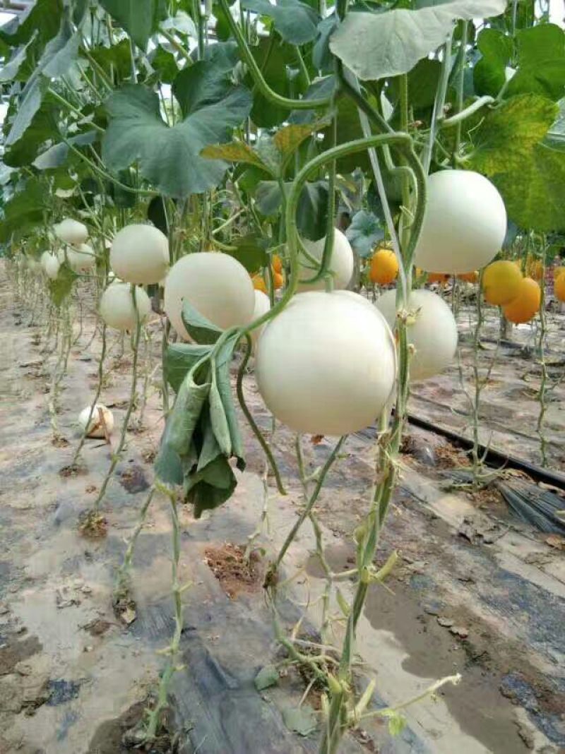 洋香瓜2斤以上