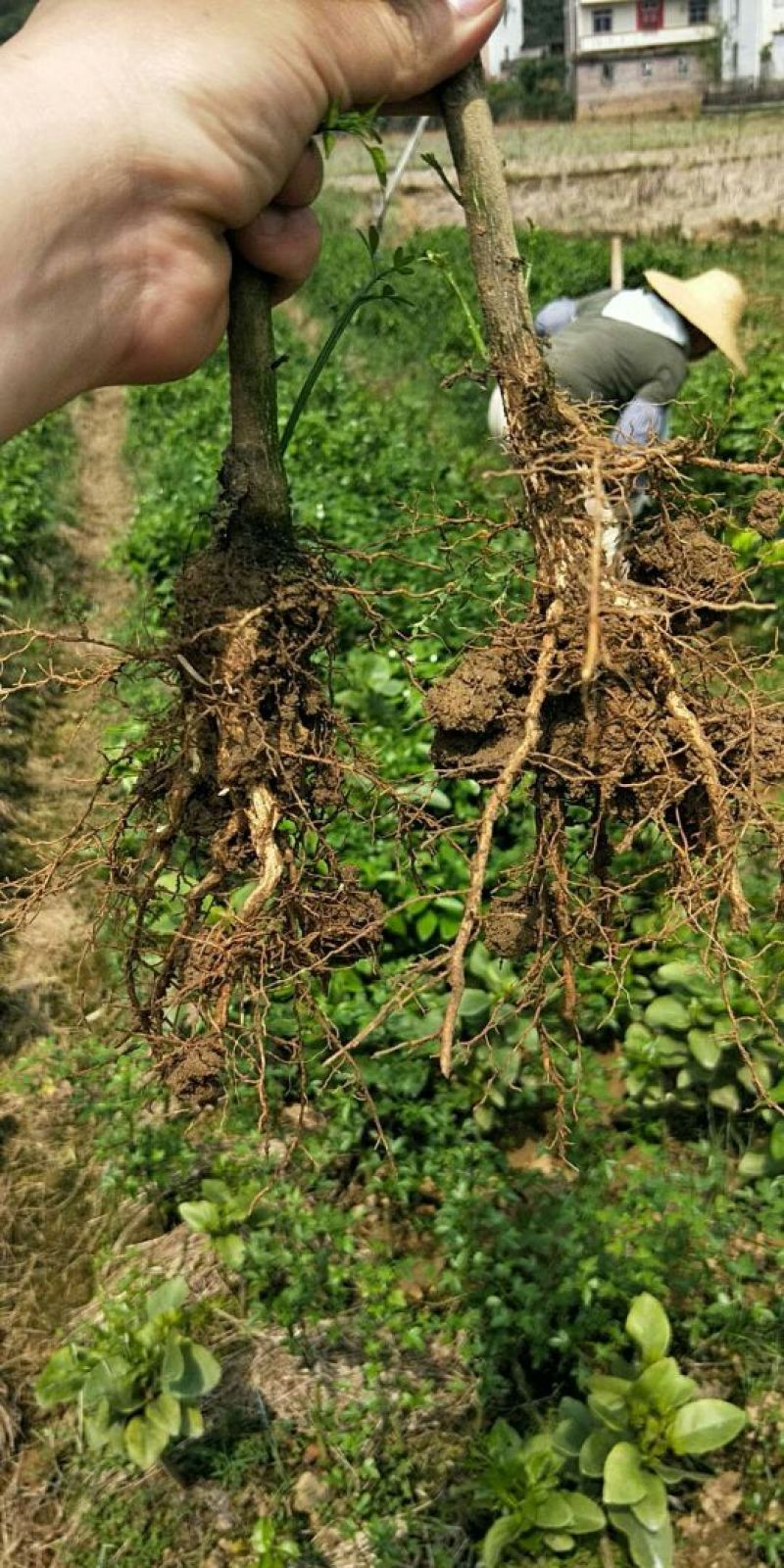 黄果柑苗30~50cm