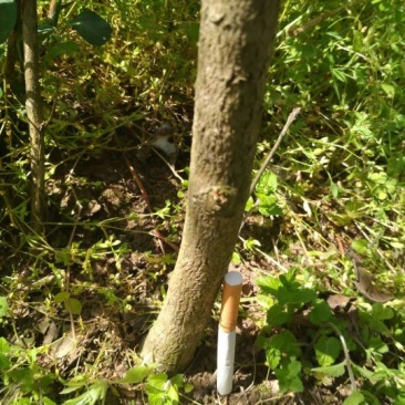银杏实生树2~4cm1.5~2米1米以下