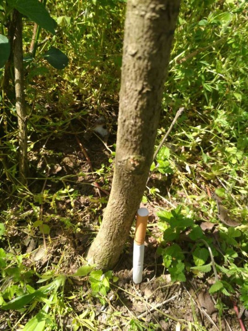 银杏实生树2~4cm1.5~2米1米以下