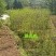 银杏实生树2~4cm1.5~2米1米以下
