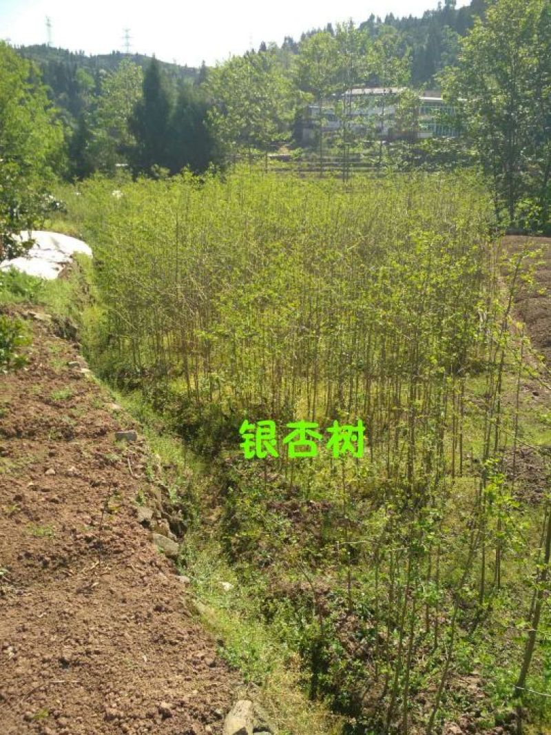 银杏实生树2~4cm1.5~2米1米以下