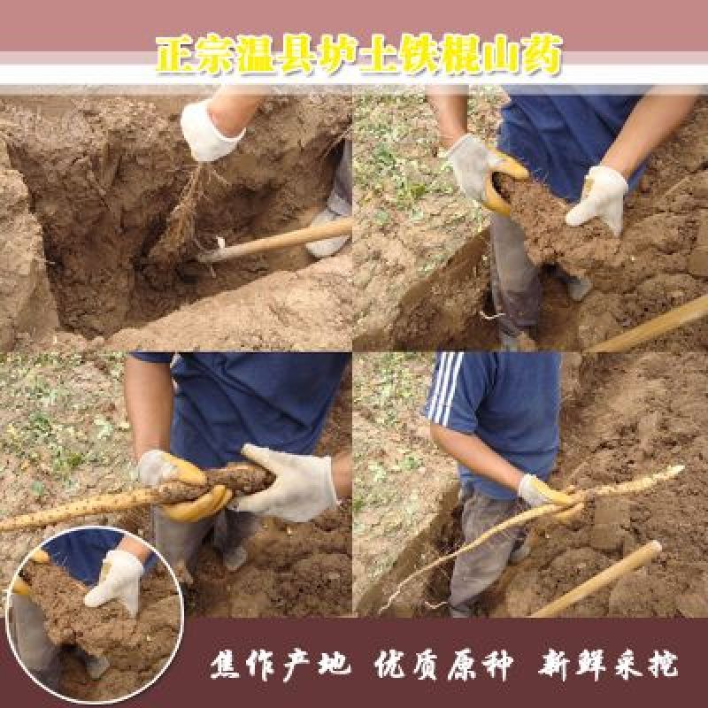 【有好货】河南焦作温县垆土铁棍山药片自然晒干无硫干片