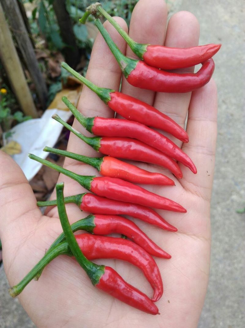 艳红辣椒5~10厘米特辣红