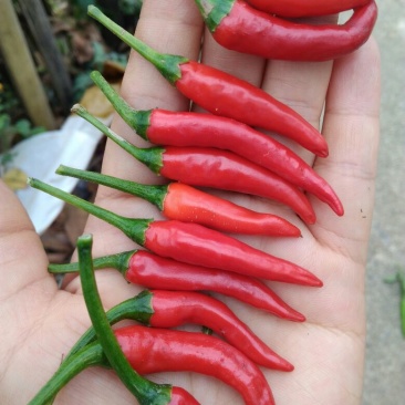 艳红辣椒5~10厘米特辣红