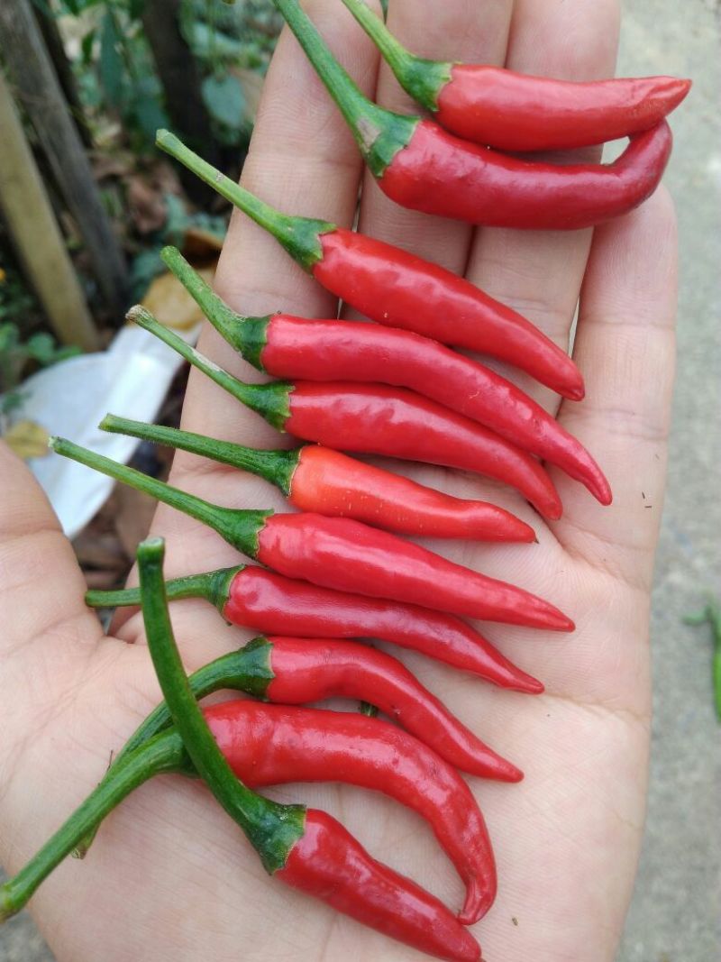 艳红辣椒5~10厘米特辣红