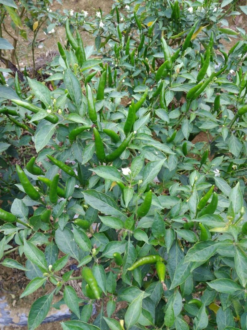 艳红辣椒5~10厘米特辣红