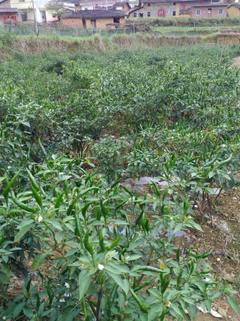 艳红辣椒5~10厘米特辣红
