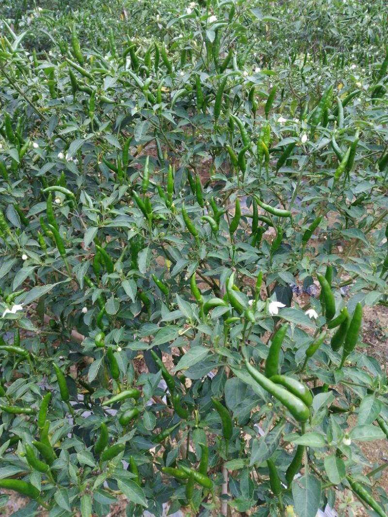 艳红辣椒5~10厘米特辣红