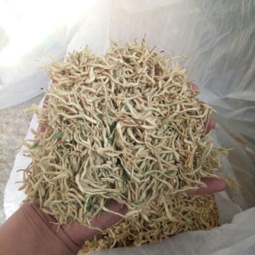 金银花山东(包含量)