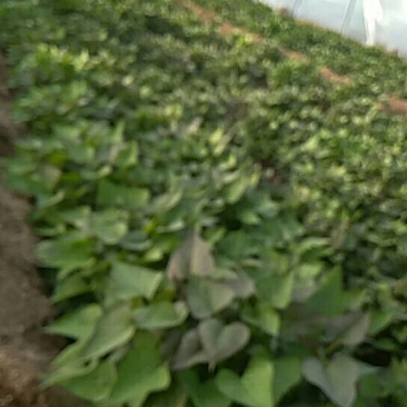 红薯种苗