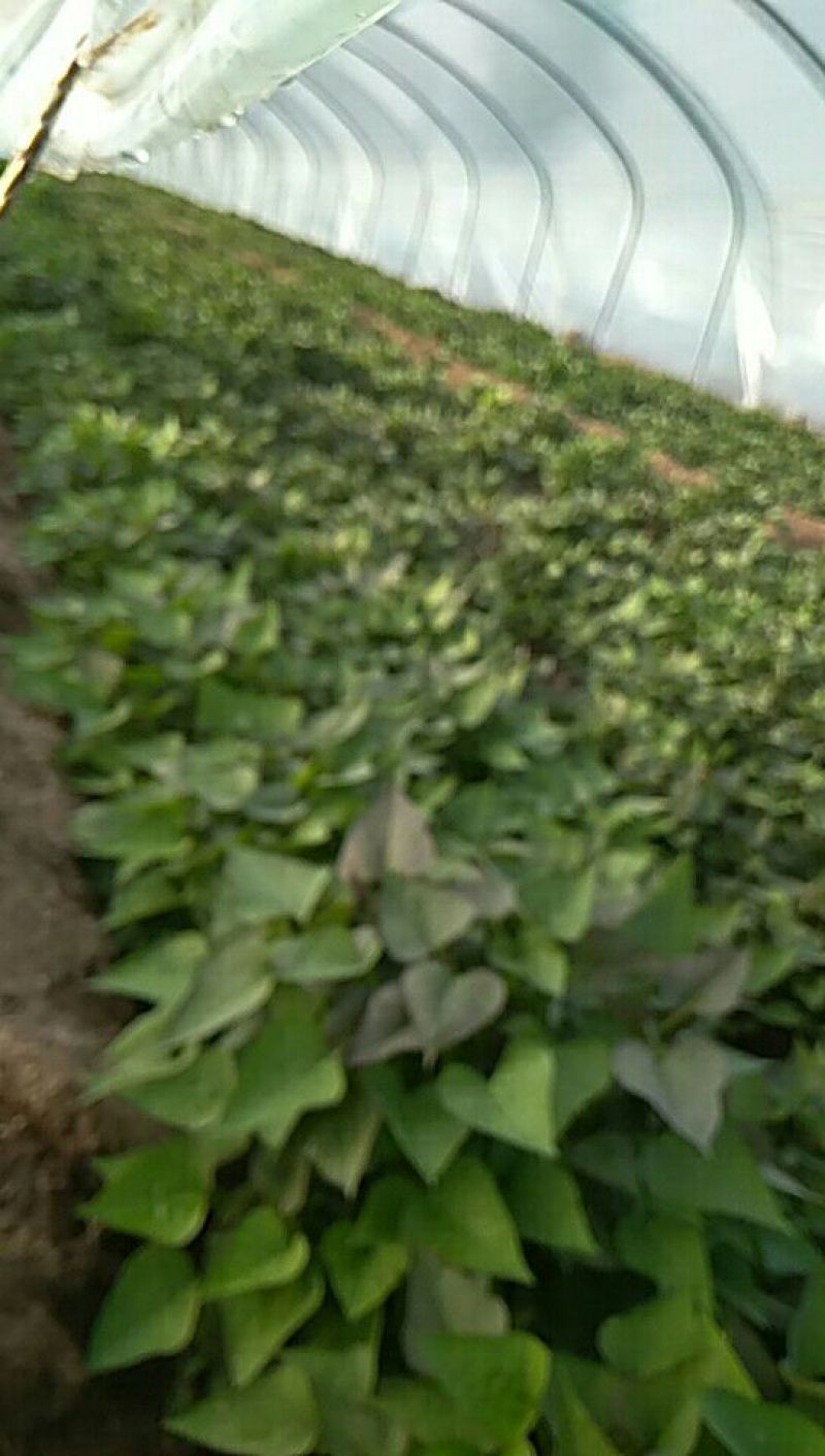 红薯种苗
